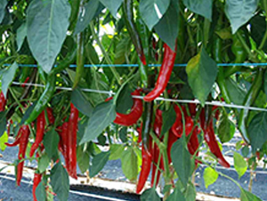 ����������̖-�����N��-���N