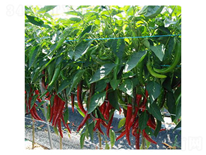 �t��-�����N��-���N