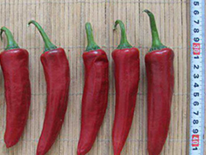 �t����-�����N��-���N