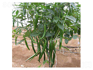 �t����2̖-�����N��-���N