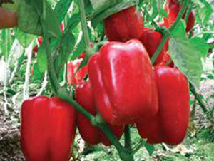 ِ��-�𽷷N��-���N