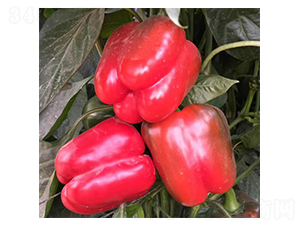 �tϲ-�𽷷N��-���N