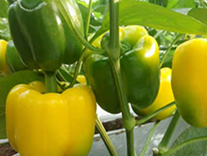 �R��-�𽷷N��-���N