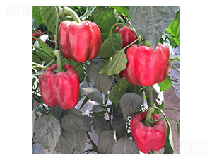 �o�A-�𽷷N��-���N