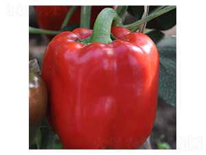 ِ��-�𽷷N��-���N