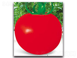 ��ɫ��318��t����-���ѷN��-�z��