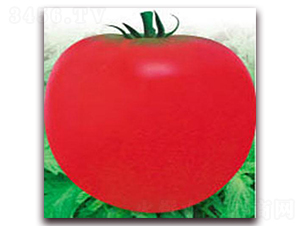 ����402����-���ѷN��-�z��