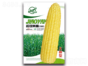 �����SŴ��388��-Ŵ���׷N��-�z��