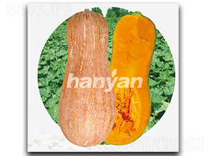 �h����̖-�ϹϷN��-�h��