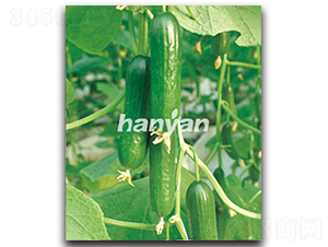 �h������1̖-�S�ϷN��-�h��