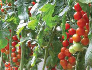 �hķ�ӹ�ެ��-���ѷN��-���N