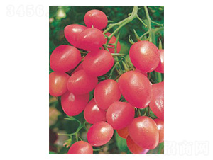 ��������-���ѷN��-���N