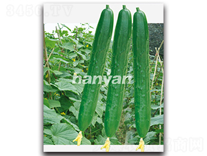 �h���̖(h��o)-�S�ϷN��-�h��