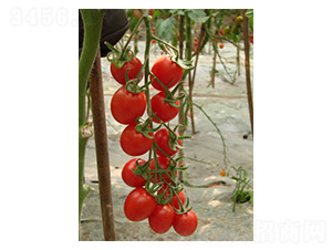 528-���ѷN��-���N