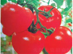 ����833-���ѷN��-���N