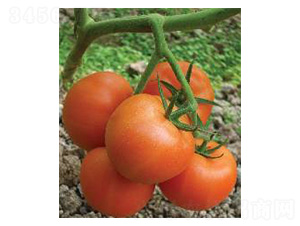 ���-���ѷN��-���N