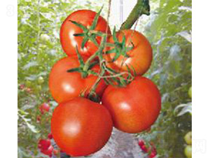 ������-���ѷN��-���N