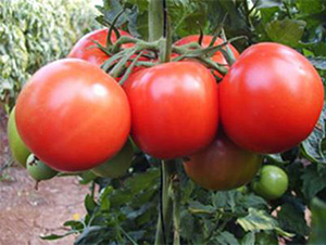 ����һ̖-���ѷN��-���N