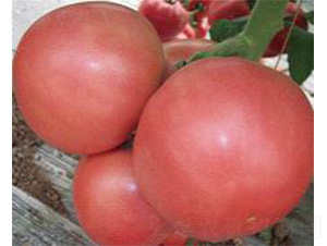 ͨï-���ѷN��-���N