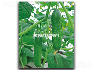 �h������3̖(h��o)-�S�ϷN��-�h��