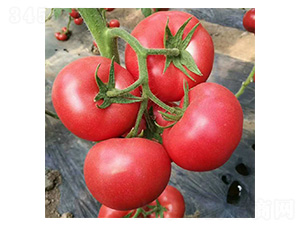 ���A-���ѷN��-���N