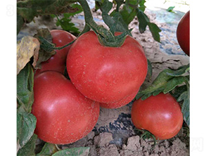 ����-���ѷN��-���N