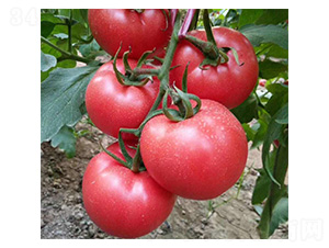 ��ɯ-���ѷN��-���N