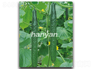 �h��9̖(h��o)-�S�ϷN��-�h��