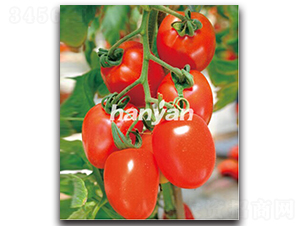 �hͮ��̖-���ѷN��-�h��