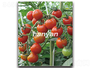 �h�Ѽt��-���ѷN��-�h��