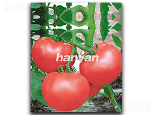 �h����̖(h��o)-���ѷN��-�h��