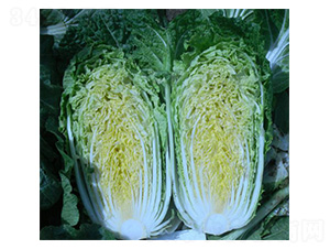 �������-�ײ˷N��-���N