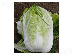 ���P-�ײ˷N��-���N