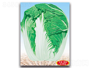 �����-��ײ˷N��-�����N�I(y��)