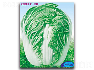 ��T-��ײ˷N��-�����N�I(y��)