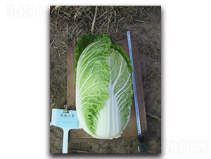 ������̖-��ײ˷N��-�����N�I(y��)