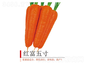 �t�����-���}���N��-�����r�I(y��)