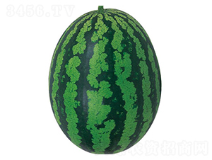 ȫ��4K-���ϷN��-�����r(n��ng)�I(y��)