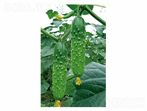 �ͱ���F1-�S�ϷN��-��ɷN�I(y��)