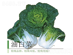 �Ͱײ�-�ײ˷N��-�����r�I(y��)