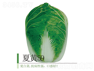 ���S59-�ײ˷N��-�����r�I(y��)