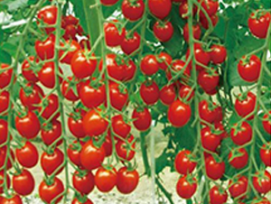 ����20-���ѷN��-�����r(n��ng)�I(y��)