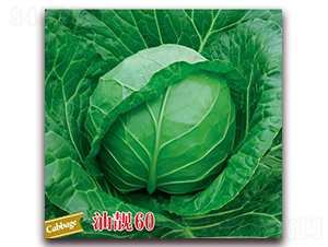 ���n60-���{(l��n)�N��-����