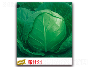 �ϸ�24-���{�N��-����