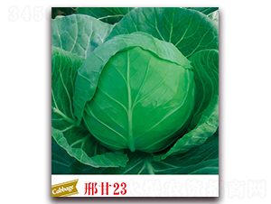 �ϸ�23-���{(l��n)�N��-����