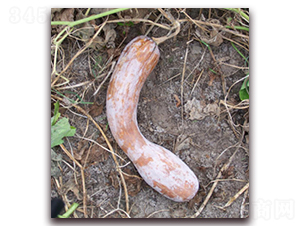 �S���Ϲϣ��Ԓ�Ϲϣ�-�ϹϷN��-����r(n��ng)�I(y��)