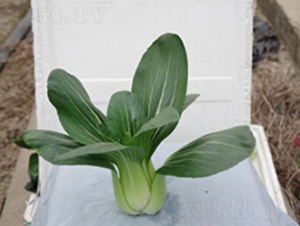 �L(zh��ng)����̖(h��o)-�๣�˷N��-����r(n��ng)�I(y��)