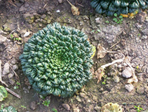 С���~����-�๣�˷N��-����r(n��ng)�I(y��)