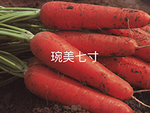 �����ߴ�-���}���N��-�A�߷N�I(y��)