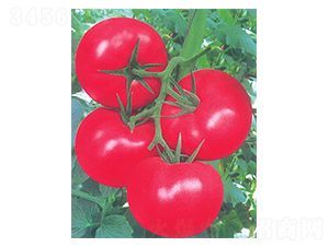 ����ɽ����-���ѷN��-�A�߷N�I(y��)